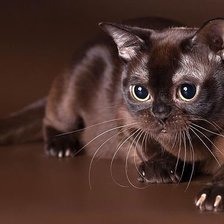 Схема вышивки «Котя»