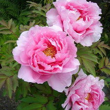 Схема вышивки «пионы»