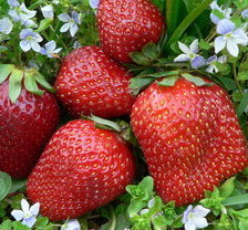 Схема вышивки «№635720»