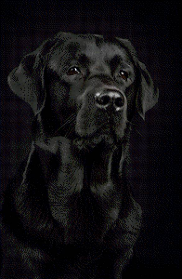 черный пес - собака - предпросмотр