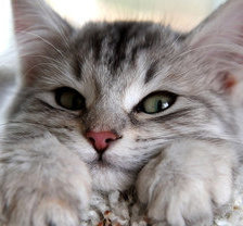 Схема вышивки «№635876»