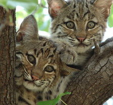 Схема вышивки «№635894»