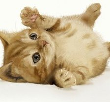 Схема вышивки «№635903»