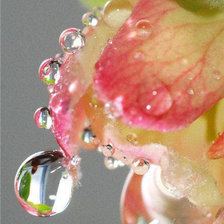 Схема вышивки «Роза»