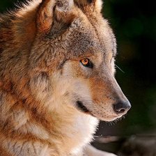 Схема вышивки «волк»