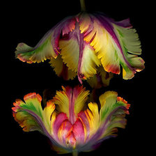 Схема вышивки «тюльпаны»