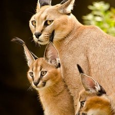 Схема вышивки «семья»