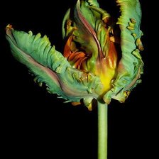 Схема вышивки «изумрудный тюльпан»