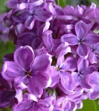 Схема вышивки «сирень...»