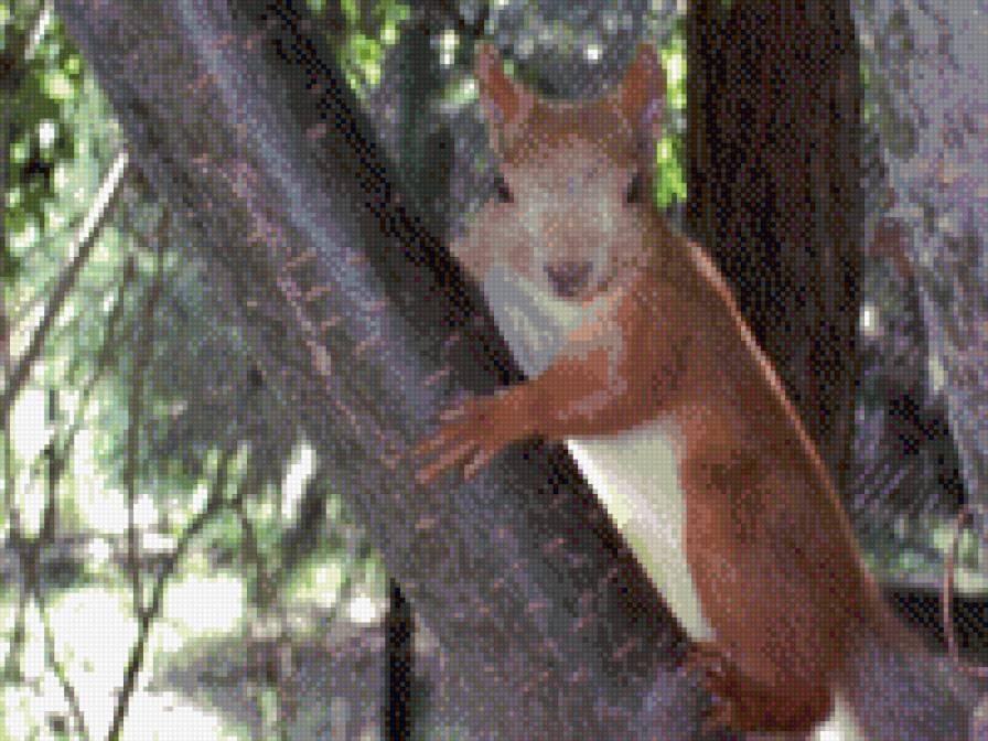 белка - предпросмотр