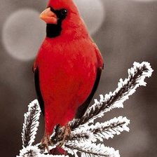 Схема вышивки «№636415»