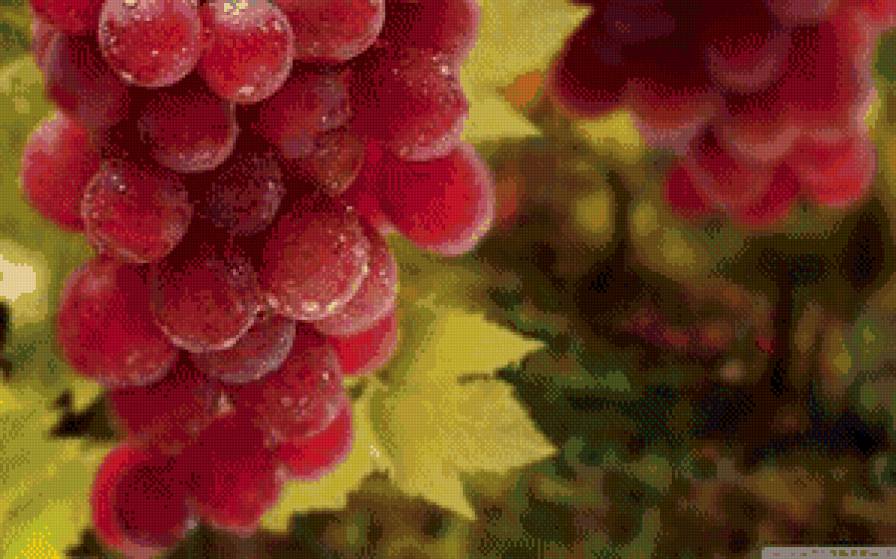 №636556 - фрукты.кухня - предпросмотр