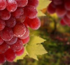 Схема вышивки «№636556»