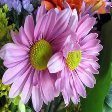 cереневое вдохновение