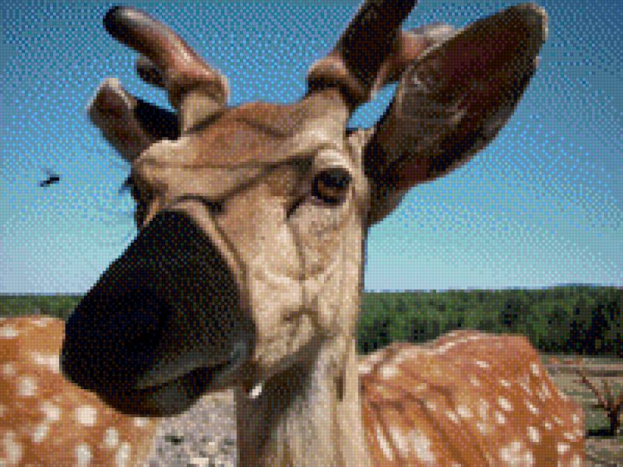 олень - животные - предпросмотр