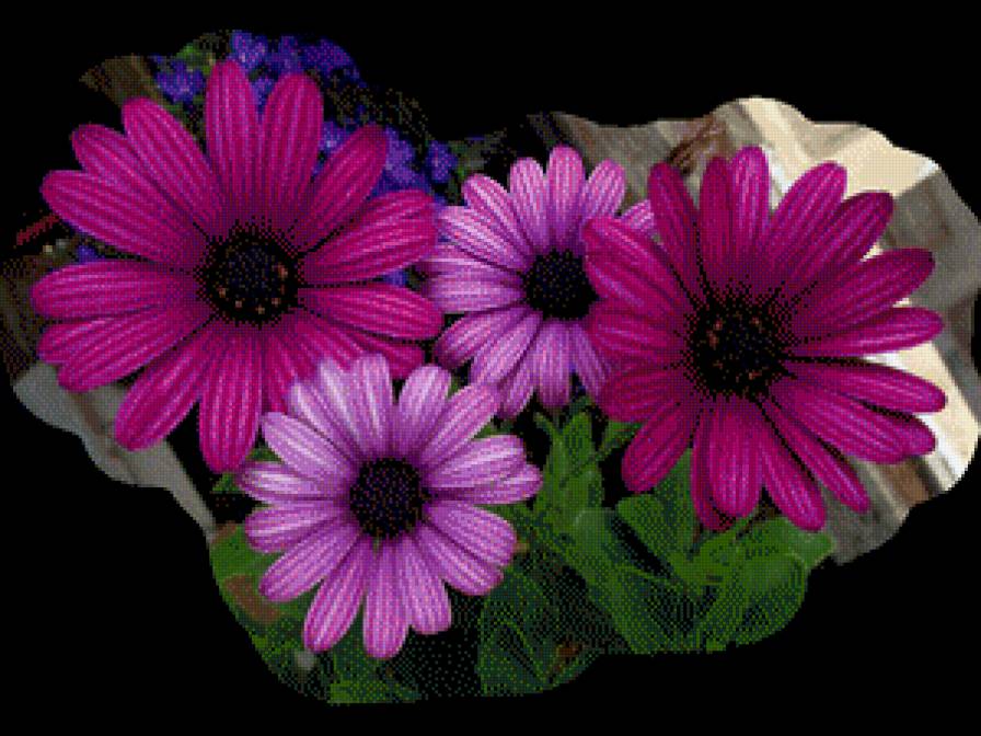 Сиреневое чудо - предпросмотр