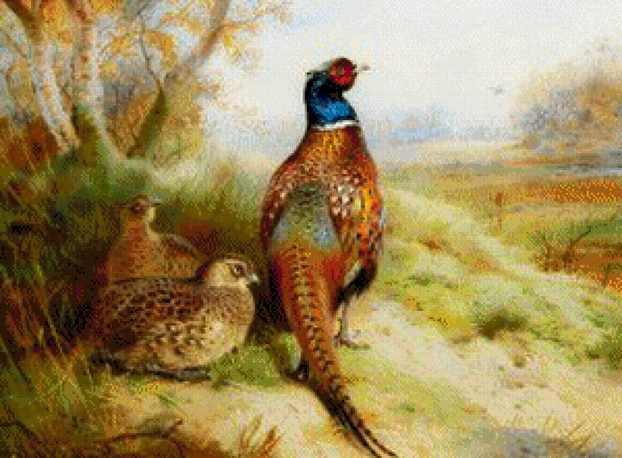 фазаны - птицы - предпросмотр