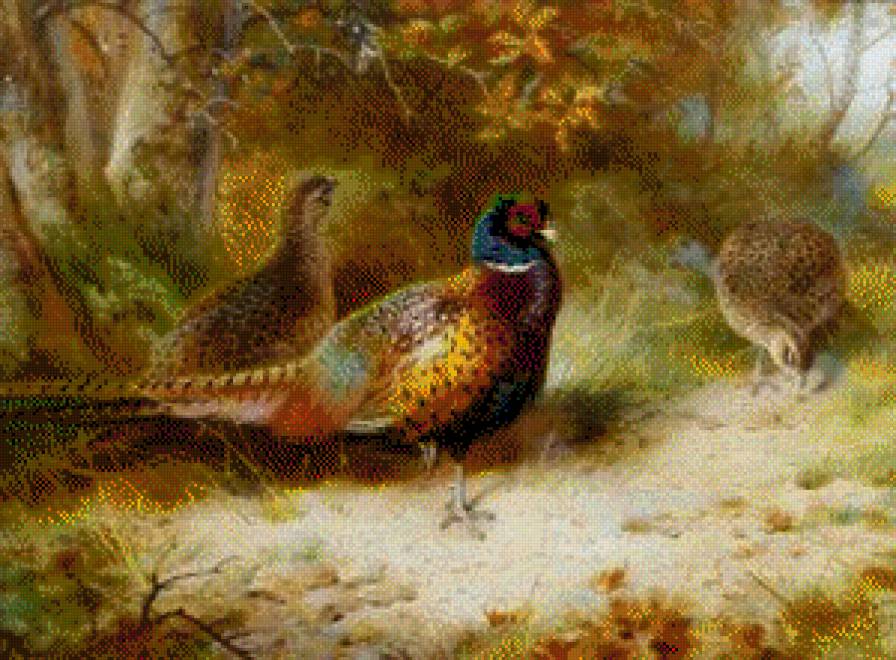 фазаны - птицы - предпросмотр