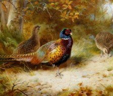 Схема вышивки «фазаны»