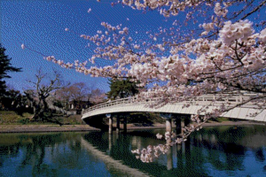 Цветение сакуры - предпросмотр