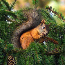 Схема вышивки «белочка»