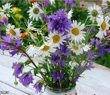 Схема вышивки «ромашки»