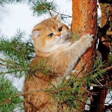 Схема вышивки «кот на дереве»