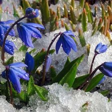 Схема вышивки «подснежники»
