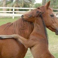 Схема вышивки «с мамой»