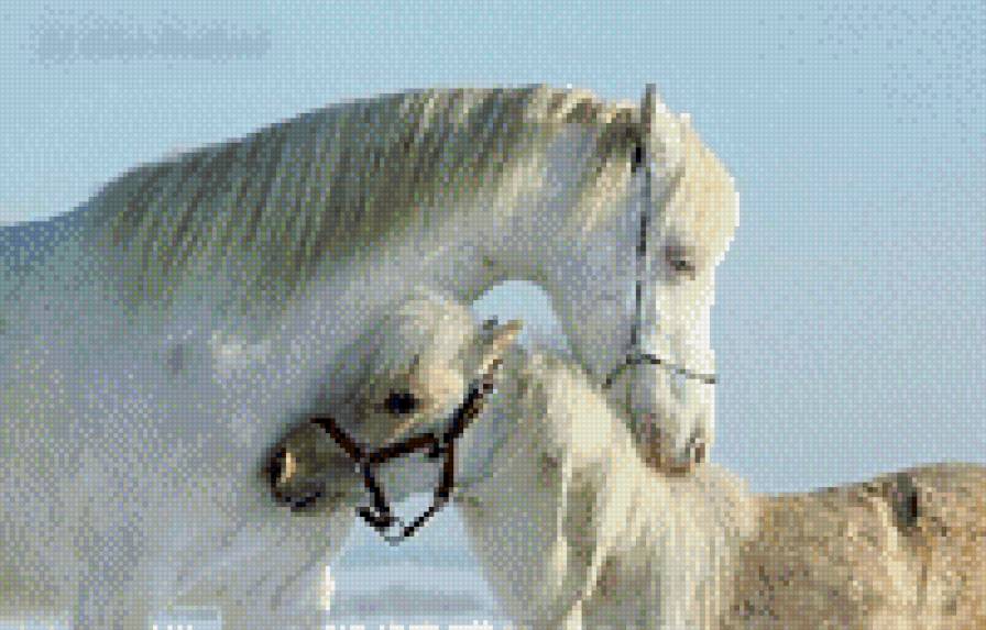 белая лошадь - лошади - предпросмотр