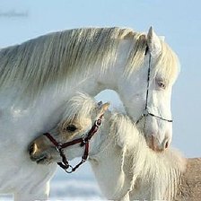 Схема вышивки «белая лошадь»