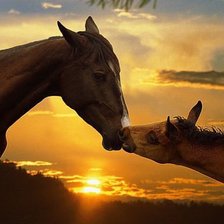 Схема вышивки «нежность»