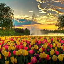 Схема вышивки «поле тюльпанов»