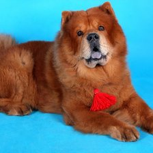 Схема вышивки «ЧАУ Рэд»