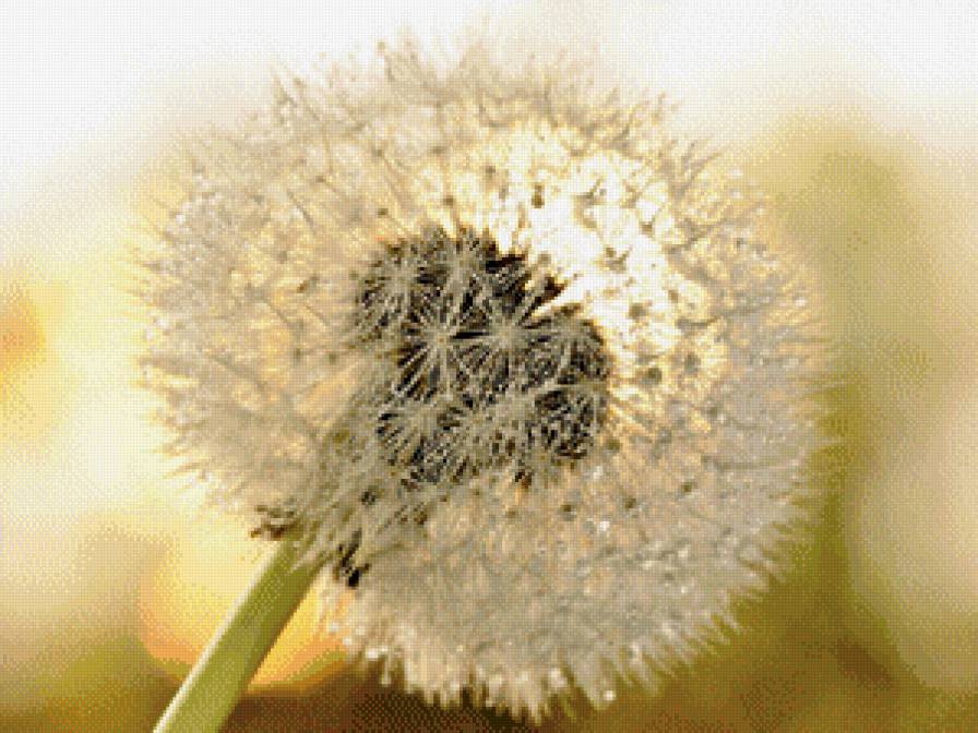 одуванчик - цветок одуванчик - предпросмотр