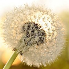 Схема вышивки «одуванчик»