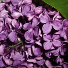 Схема вышивки «Ветка сирени»