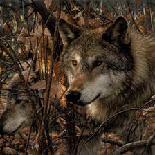 Схема вышивки «Wilki»