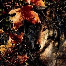 Схема вышивки «Wilki»