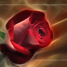 Схема вышивки «Roza»