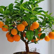 Схема вышивки «мандарины»