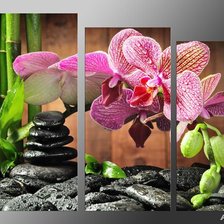триптих орхидея