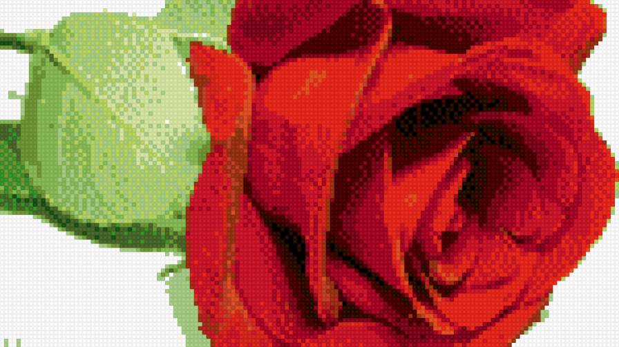 красная роза - роза, цветы - предпросмотр