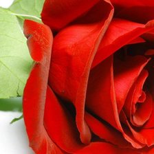 Схема вышивки «красная роза»