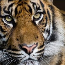 Схема вышивки «пронзающий взгляд»