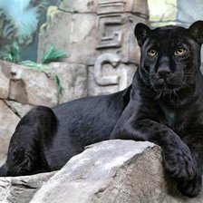 Схема вышивки «Пантера»