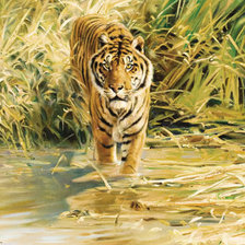 Схема вышивки «Тигр»