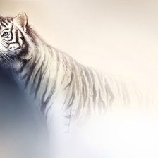 Схема вышивки «Тигр»