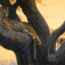 Схема вышивки «Леопард»