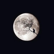 Схема вышивки «Кошка»